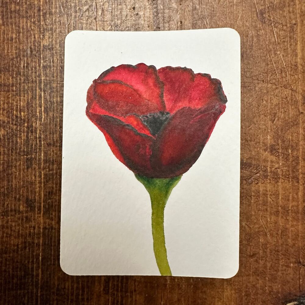 Original Watercolor ACEO Appalachian Red Poppy‎ Signed OOAK Art